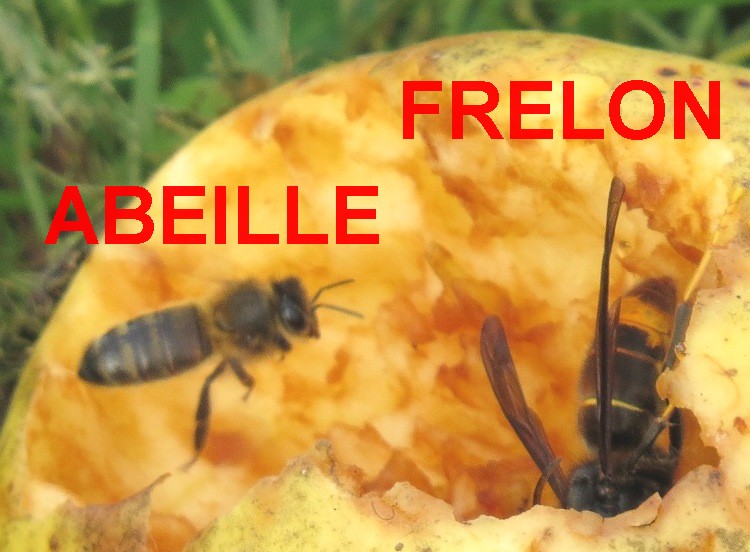 abeille-frelon-pomme