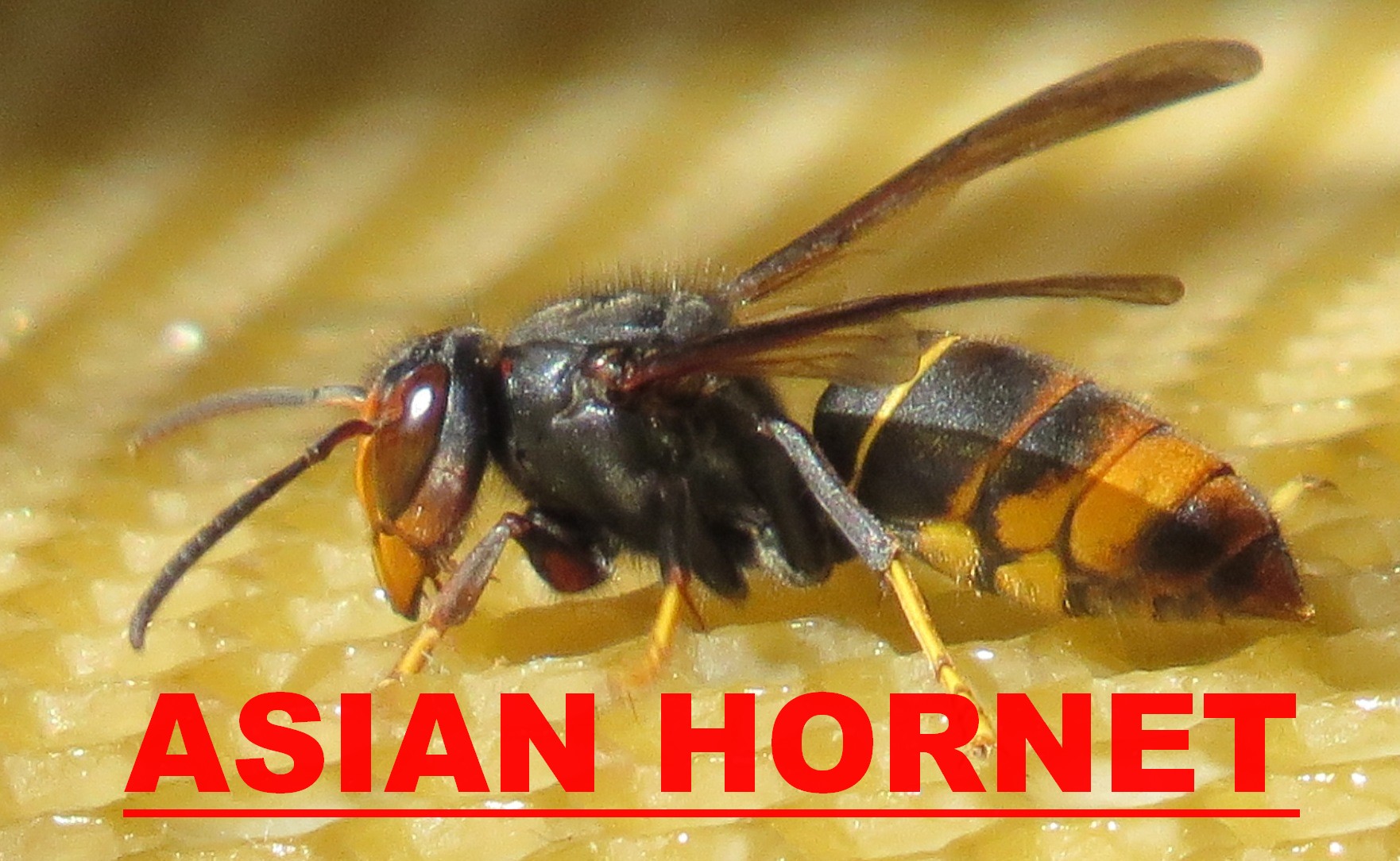 Asian hornet hunting rifle