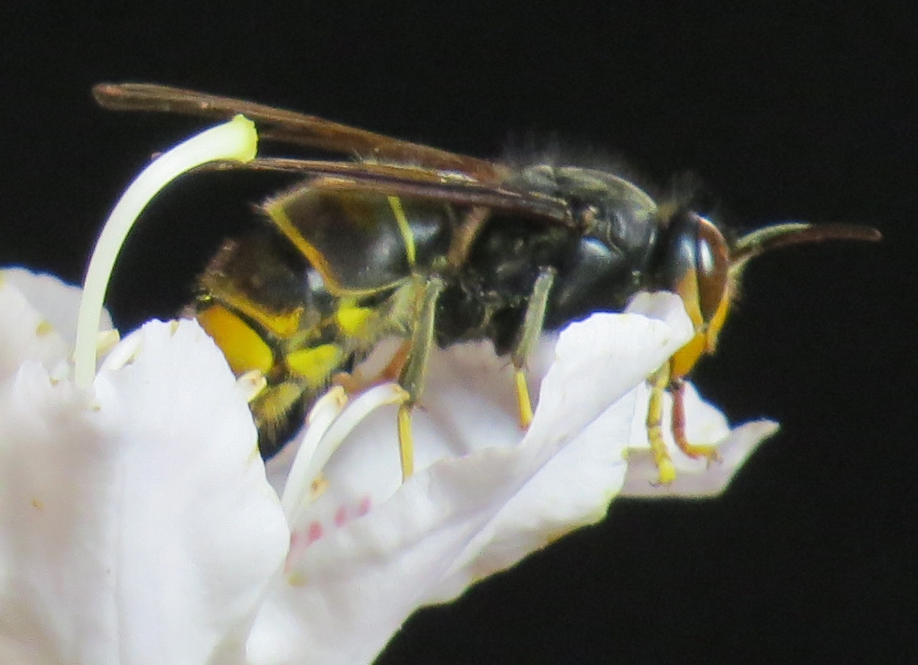 Vespa velutina Vivario Corse