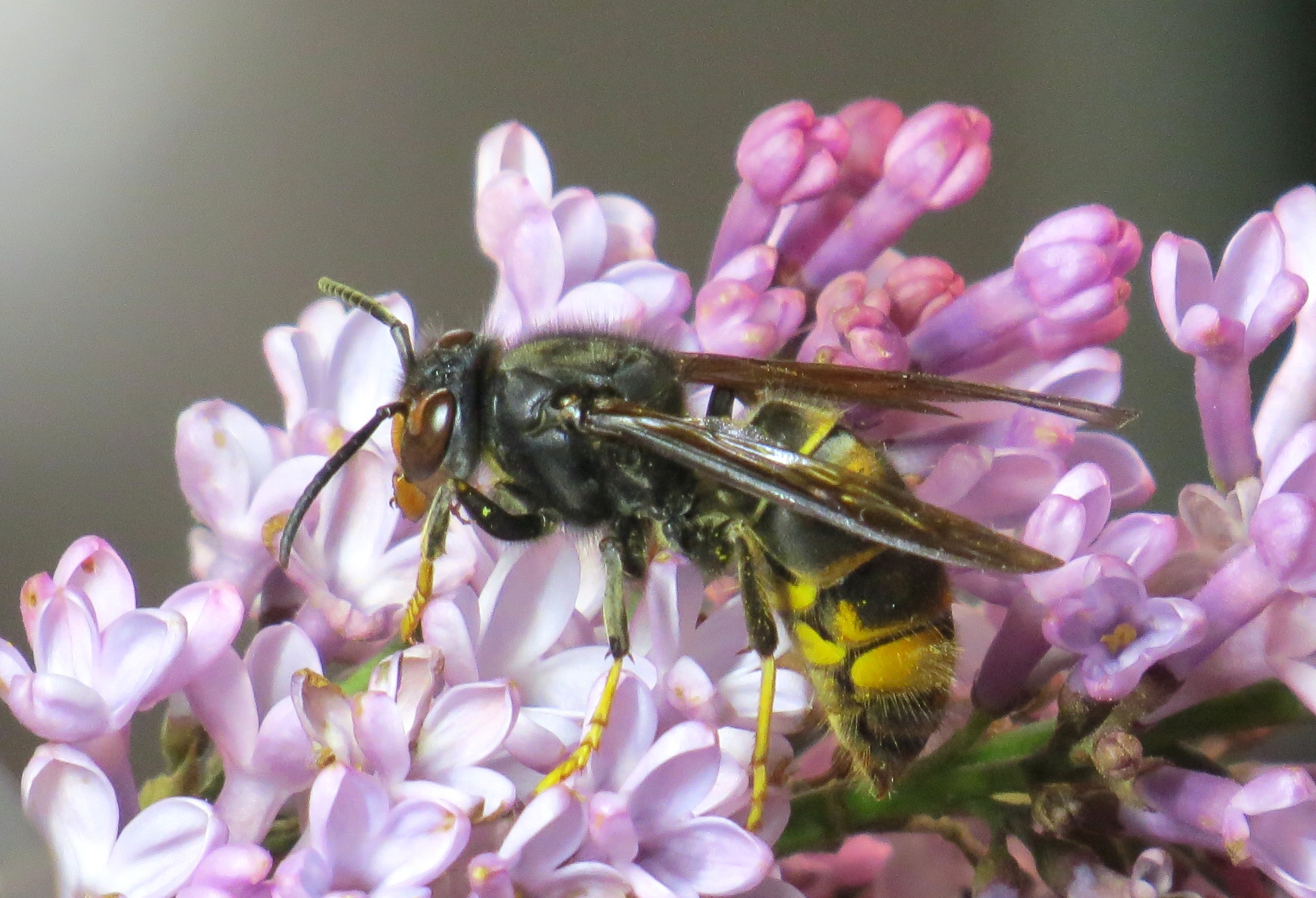 penta di casinca frelon