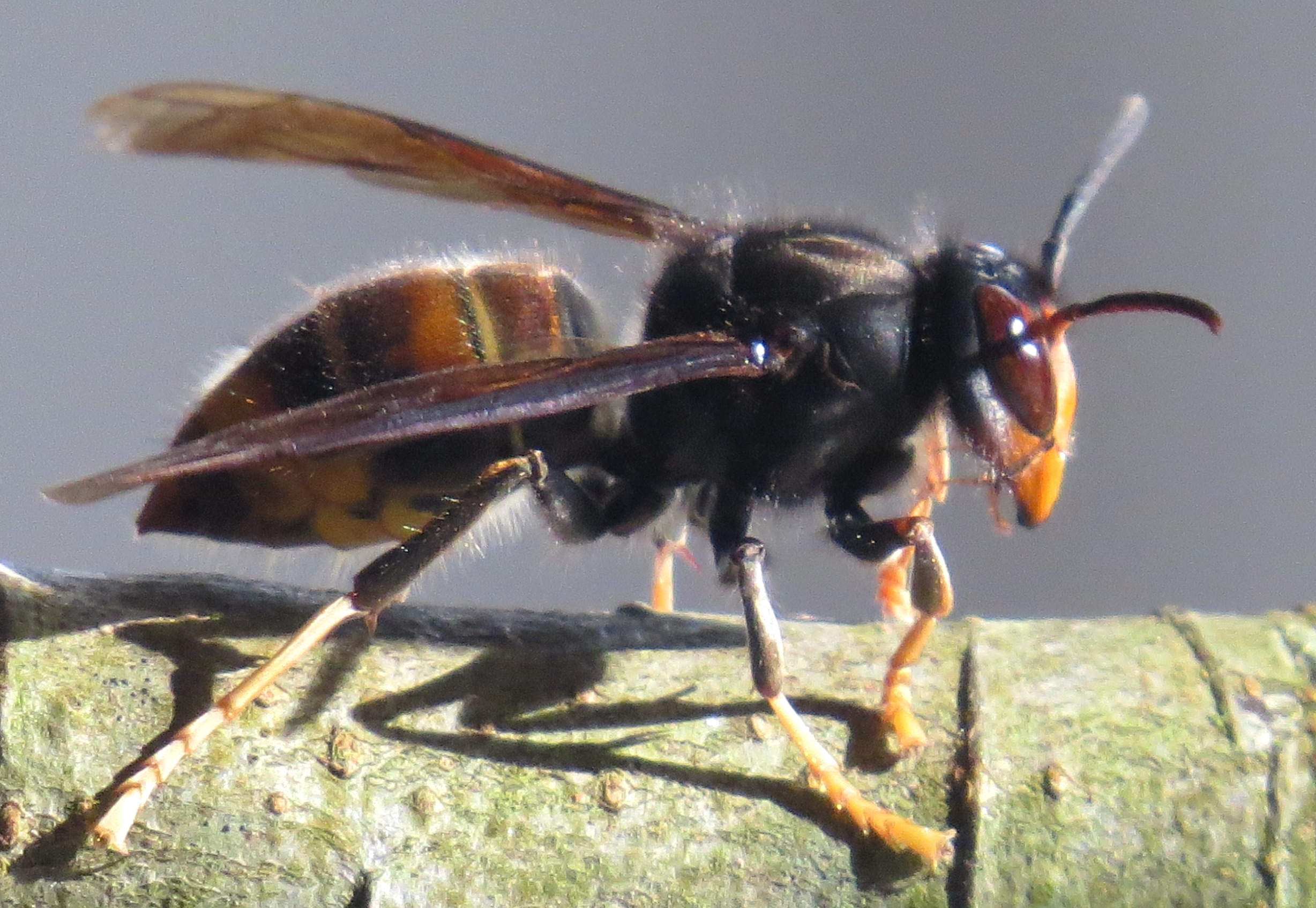 Lecci frelon asiatique