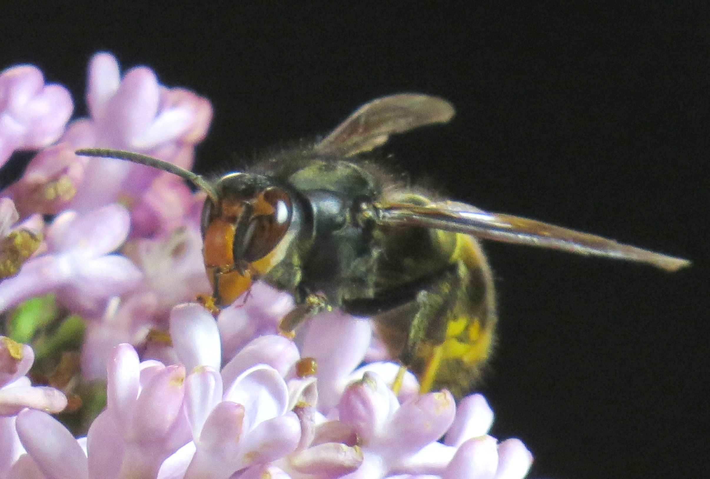 Corse figari frelon asiatique